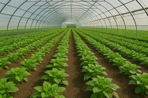 Invernadero agrícola cubierto con plástico para invernadero de alta resistencia